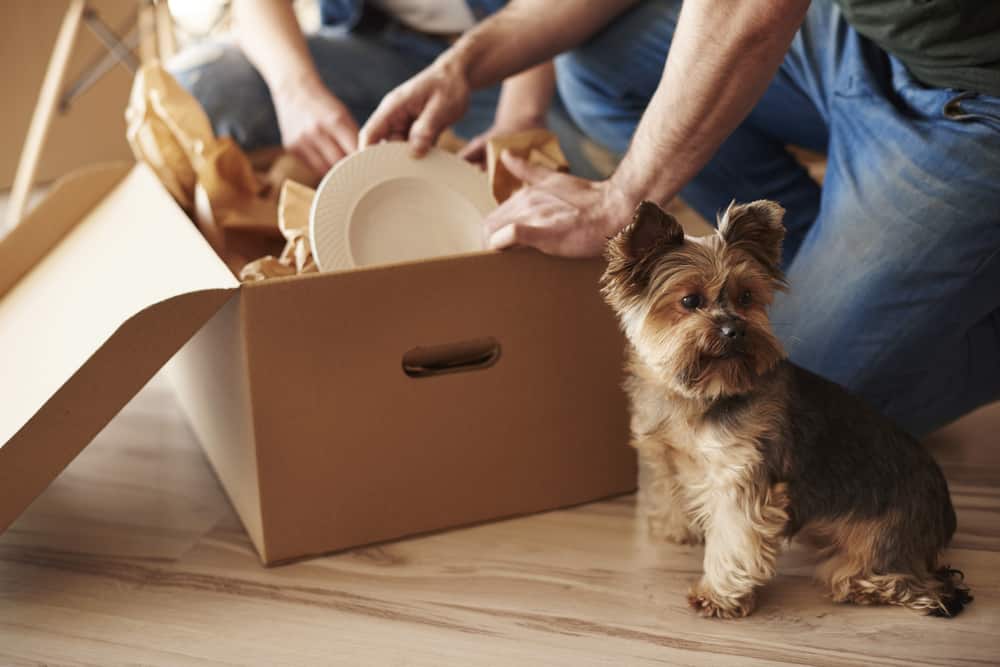 packing a box next to a dog