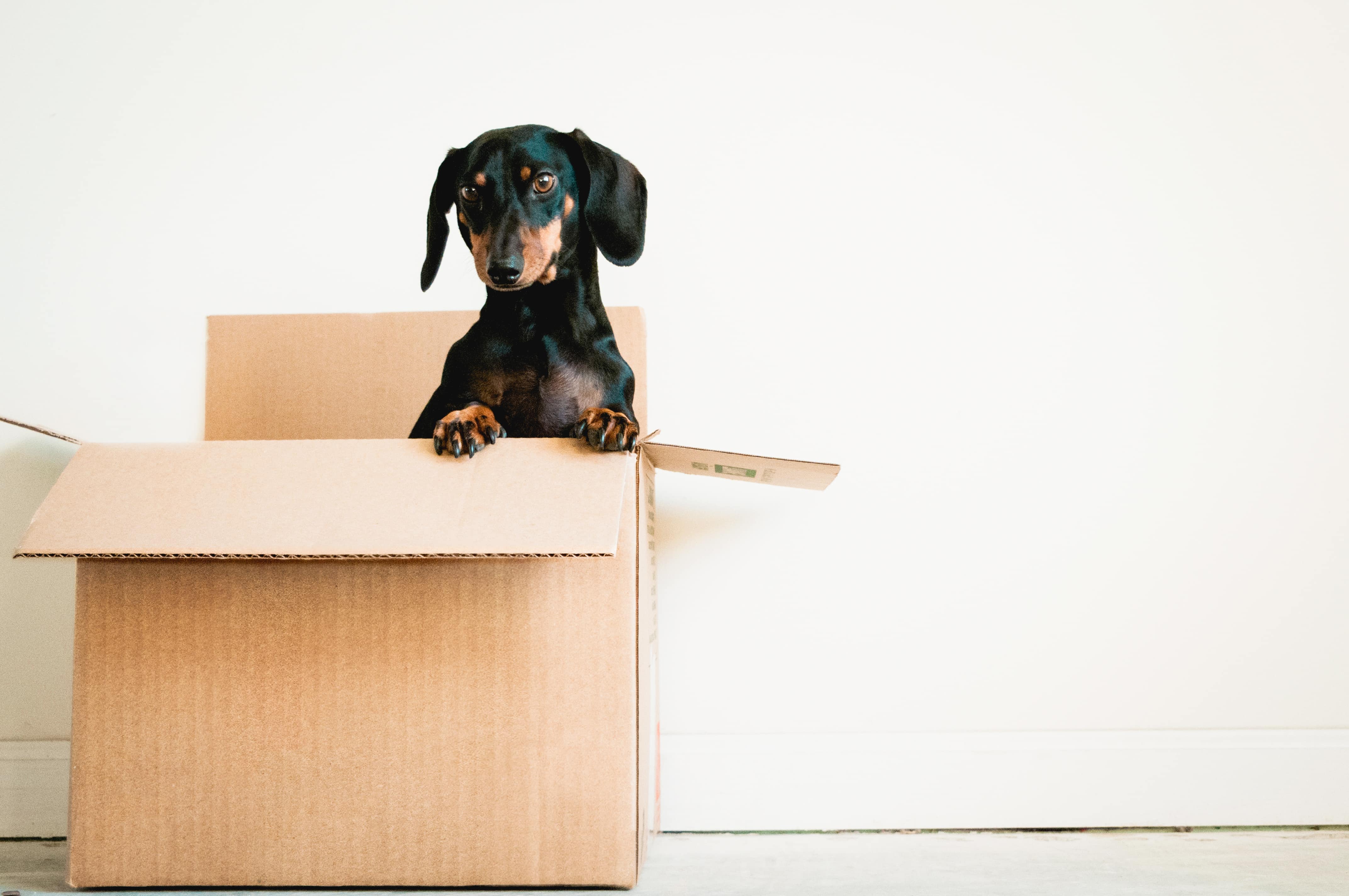 dog playing inside of cardboard box